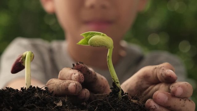 4k close up zoom out from young seedling in boy hands