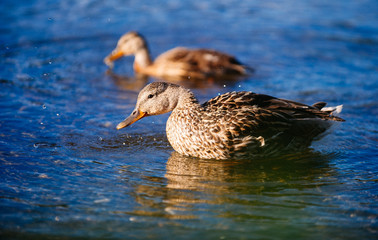 female mallard duck