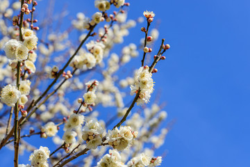 梅：Prunus mume