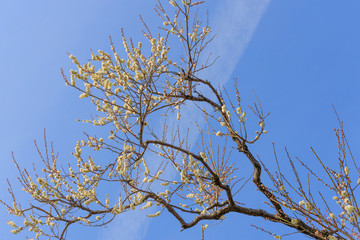 Obraz premium 梅：Prunus mume