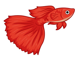 Guppy Pet Fish Illustration - obrazy, fototapety, plakaty