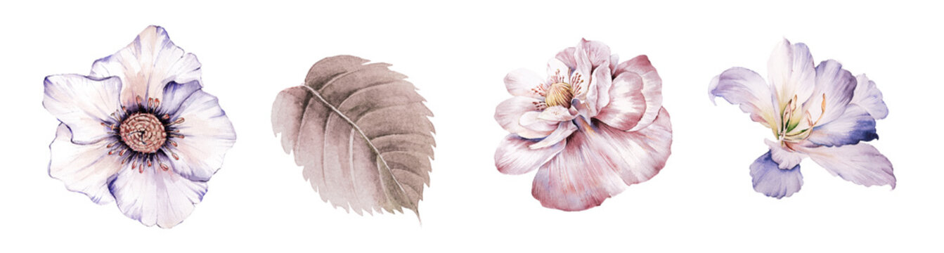 Flowers watercolor illustration.Manual composition.Big Set watercolor elements.