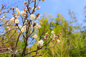梅：Prunus mume
