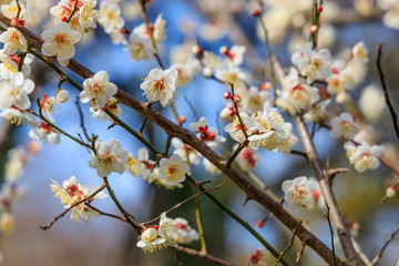 梅：Prunus mume