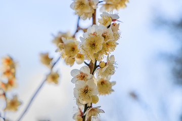 梅：Prunus mume