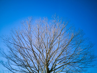 青空に伸びる枝木