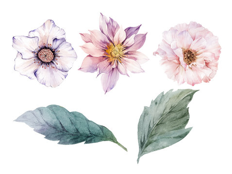 Flowers watercolor illustration.Manual composition.Big Set watercolor elements.