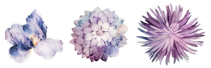 Flowers watercolor illustration.Manual composition.Big Set watercolor elements. - 321783134