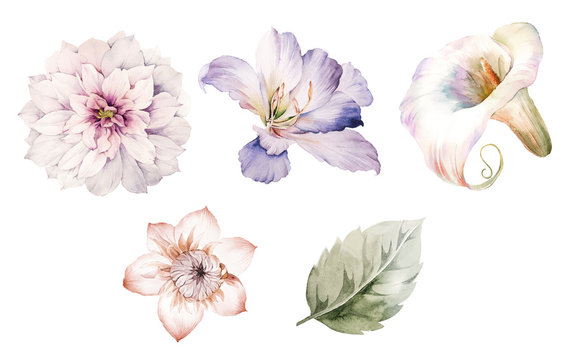 Flowers watercolor illustration.Manual composition.Big Set watercolor elements.