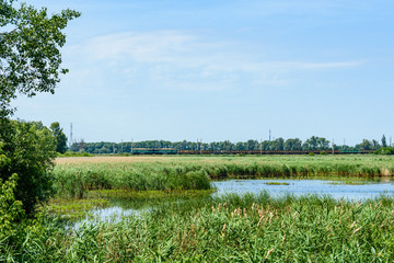 View on small lake at summer