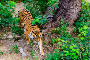 Big striped tiger (Panthera tigris) walking among the green vegetation