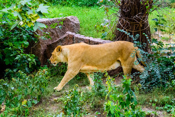 Big lioness (Panthera leo) walking among the green vegetation