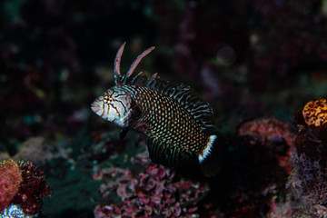 Rock Mover Wrasse - Sub Adult 