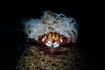 Harlequin Swimming Crab 