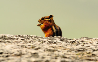 chipmunk on a rock