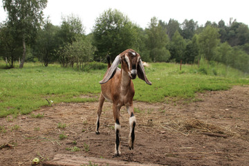 Nubian brown goat free-range breed of African descent on the street among green grass and trees
