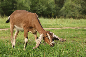 Naklejka na ściany i meble Nubian brown goat free-range breed of African descent on the street among green grass and trees
