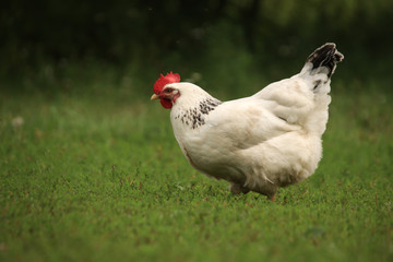 White speckled chicken walks on the loose on green grass background blurred bokeh