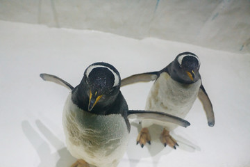 Two beautiful Gentoo penguins (Pygoscelis papua) at zoo on a snowy background