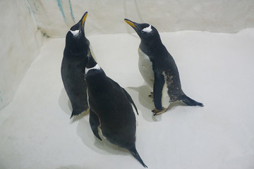 Three funny Gentoo penguins (Pygoscelis papua) at zoo on a ice background