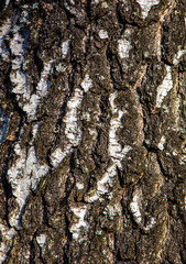 Bark of a tree