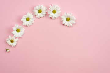Fototapeta na wymiar Minimalistic pink background with chamomile heads and copy space. Spring motive.