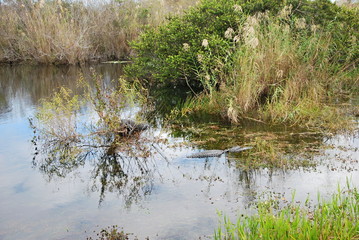 Everglades National Park, Florida
