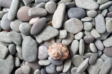 Gravel pattern of colored stones with shell. Abstract nature pebbles background.Small sea stones on the beach, vacation at sea. Top view 
