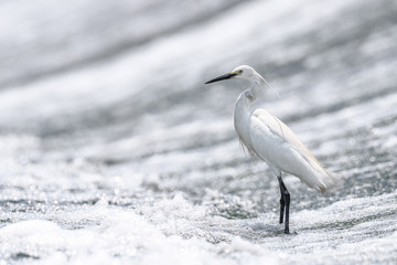 Hunting white egret portrait