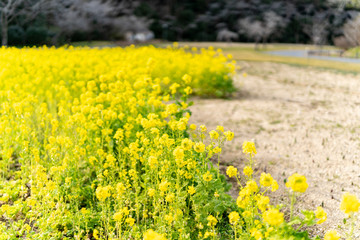 The flower in the garden