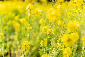 The flower in the garden