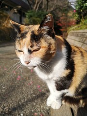 無愛想なにゃんこ