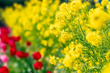 The flower in the garden