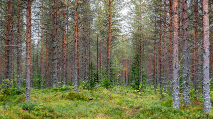 Beautiful coniferous Finnish forest. Landscape of trees close-up.
