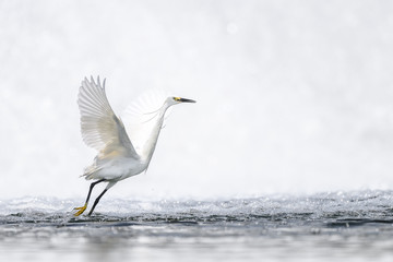 Hunting and dancing on the surface of water white egret portrait - 321785769