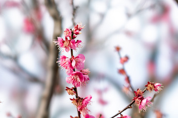 The flower in the garden