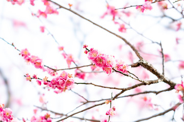 The flower in the garden