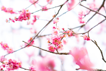 The flower in the garden