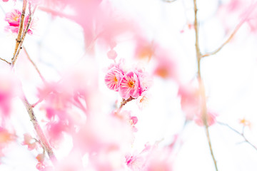 The flower in the garden