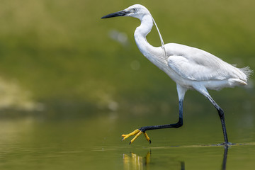 white egret portrait