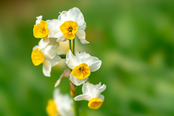 The flower in the garden