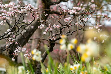 The flower in the garden