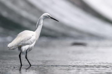 white egret portrait