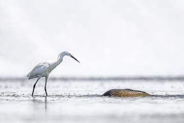 white egret looking to a big carp fish white a waterfall background