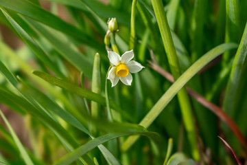 The flower in the garden