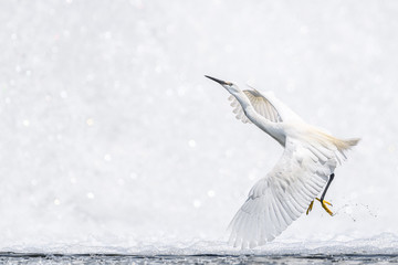 Fototapeta premium White egret flying with a white waterfall background