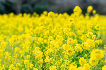 The flower in the garden