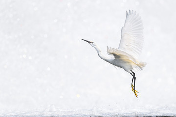 White egret flying with a white waterfall background - 321786387