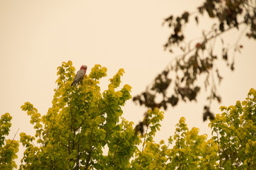 Native australian bird sitting in a tree in a smoke haze