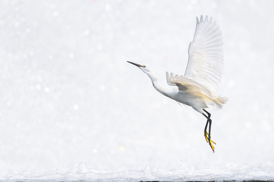 White egret flying with a white waterfall background